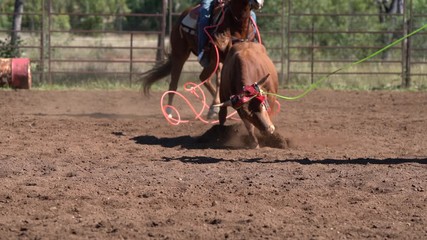 Cowboys on horseback lassoing a running calf at in an arena at a country rodeo