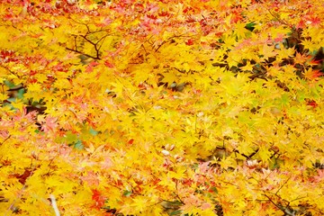 《R105沿いの紅葉》秋田県由利本荘市