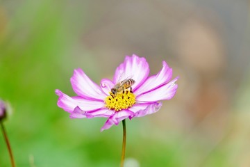 Fototapeta premium 《R105沿いの紅葉》秋田県由利本荘市