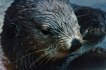 close up of a sea otters face floating in shallow water