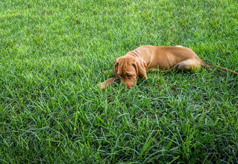 a brown puppy vizsla lying in the grass resting comfortably