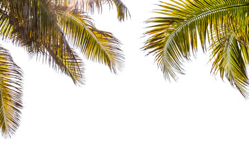 Fototapeta na wymiar branch of palm tree on white background 