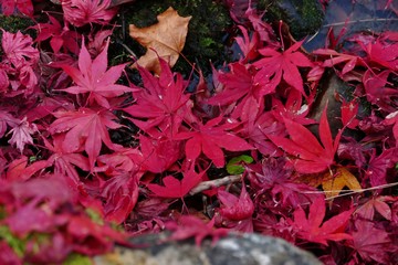 《旧池田氏庭園 払田分家》秋田県大仙市