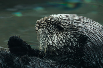 close up of a sea otters face floating in shallow water