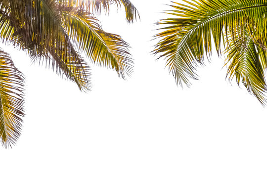 branch of palm tree on white background 