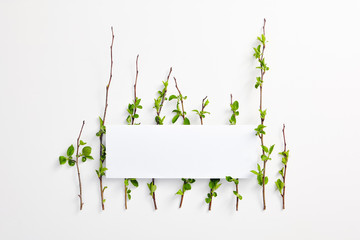 Creative Organic Eco Concept with Green Spring Leaves
