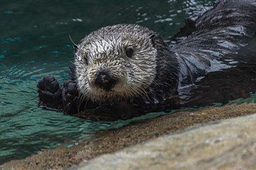 close up of a wet furry sea otter floating in water and looking at the camera