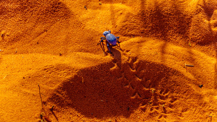 Blue death-feigning beetle crawling though the red desert sand of the Valley of Fire State Park in Nevada, USA