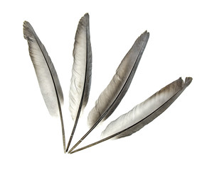 Gray feather of a bird on a white background