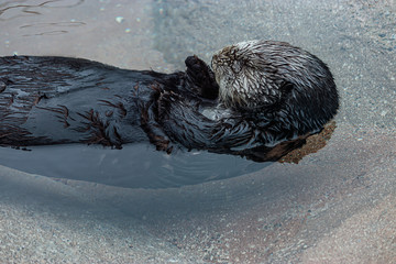 sea otter floating lazily on its back in clear cold water