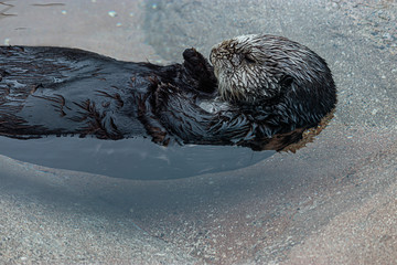 Obraz premium sea otter floating lazily on its back in clear cold water