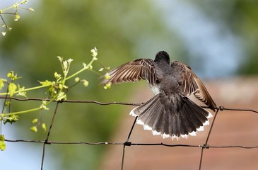 King Bird