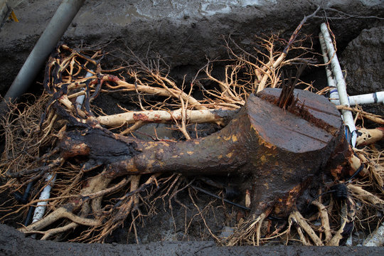 Natural surface roots with water pipes