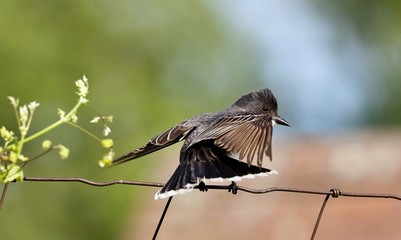 King Bird