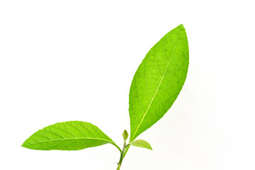 Fototapeta na wymiar Gymnanthemum extensum leaves​ isolated​ on​ white​ background​.