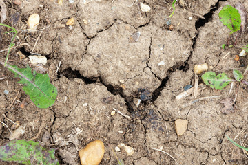 Dry dehydrated land with cracks. Dry soil background.