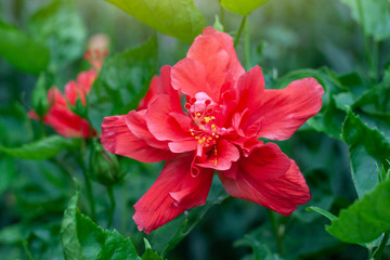 Red hibiscus flower, chinese rose or chaba flower bloom on blur nature background.