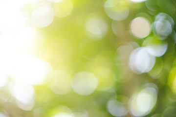 Obraz premium Green nature blurred bokeh green background. Ecology, Nature, alternative energy concept.