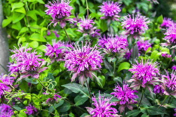 Plant bergamot with flowers in nature