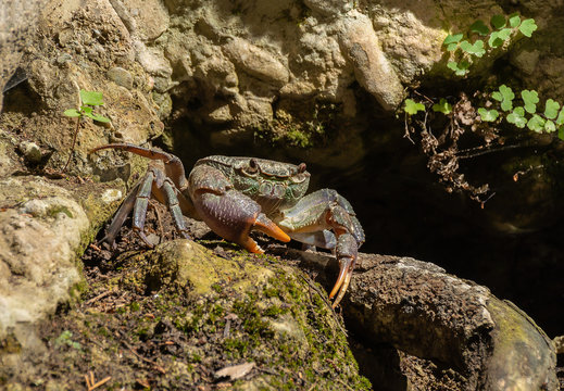 River Crab Potamonautes sp. under the stone. Freshwater crab or Land crab. Rhodes Greece Europe