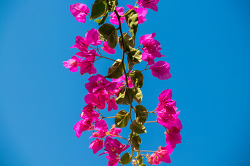 Pretty Bougainvillea flower with sky behind on Milos island