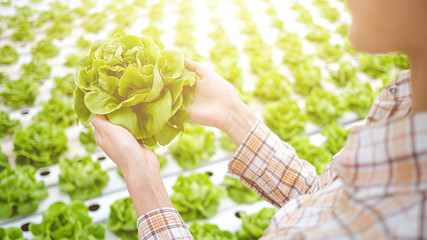 The staff of the vegetable farm are conducting a vegetable quality inspection.