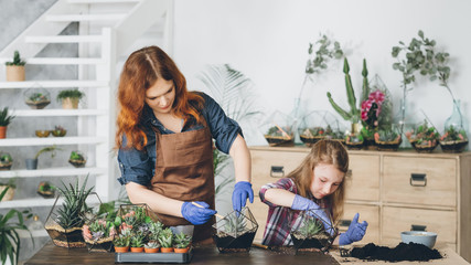 DIY florarium. Creative family hobby and leisure. Mother and daughter planting succulents in glass geometric shape vases.