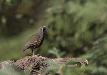 A California quail (Callipepla californica) perched on a tree in a valley of Santa Cruz California.