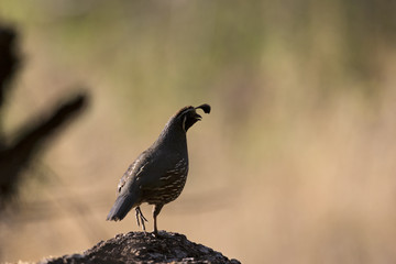 A California quail (Callipepla californica) perched on a tree in a valley of Santa Cruz California.
