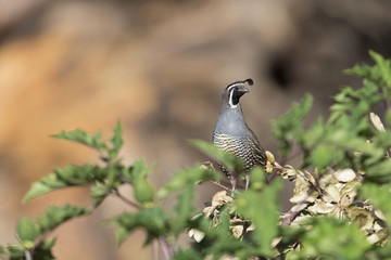 A California quail (Callipepla californica) perched on a tree in a valley of Santa Cruz California.