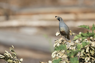A California quail (Callipepla californica) perched on a tree in a valley of Santa Cruz California.