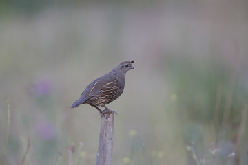 A California quail (Callipepla californica) perched on a piece of wood in a valley of Santa Cruz California.