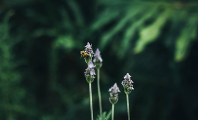 bee in lavender 