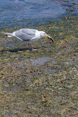 white seagull with gray wings on a low tide beach eating a small fish