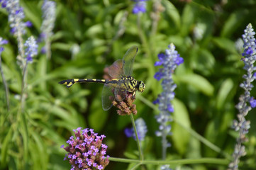腹部第8節にウチワのような広がりがあるウチワヤンマ（横から撮影）