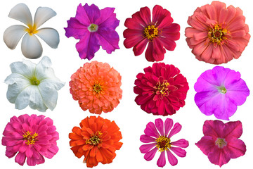 Collection of   flower isolated on a white background