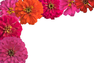 Collection of   flower isolated on a white background with copy space