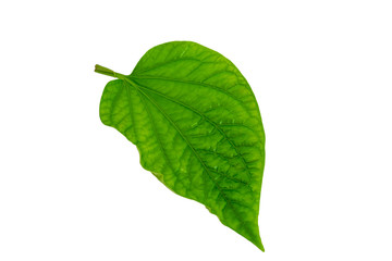 Chaplo leaves with isolated on a white background