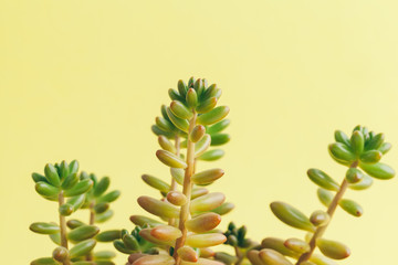 Fototapeta na wymiar succulent plant on a yellow background.