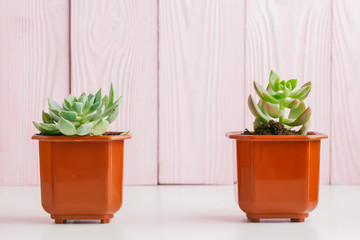 Green succulents on pink wooden background.