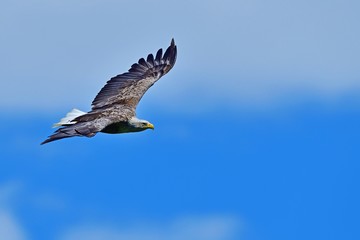 青空バックに悠然と飛ぶオジロワシ