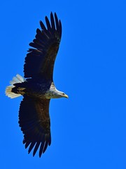 Obraz premium 青空バックに悠然と飛ぶオジロワシ