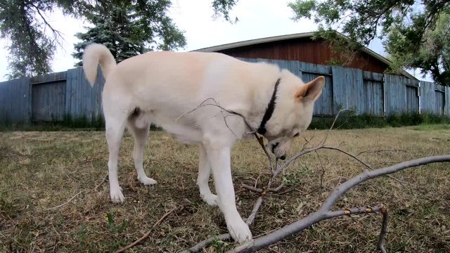 Husky dog chewing on a tree branch in the grass on a sunny day.