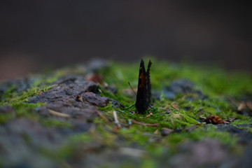 butterfly on rock