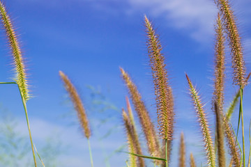 Poaceae grass background