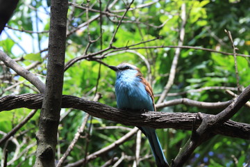 Racquet Tailed Roller Blue Bird On Branch