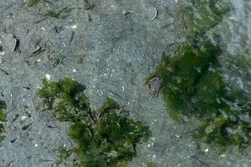 small red crab hidden in sand and kelp near pollution and trash in water