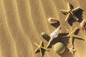 Fototapeta na wymiar Seashells in the sand with copy space, top view