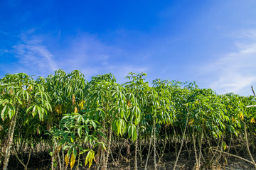 Cassava tree and sky