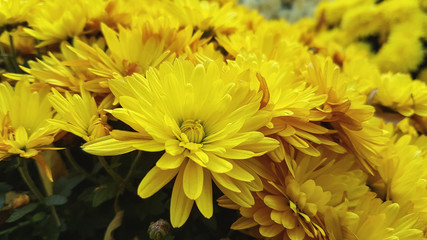 bouquet of colorful chrysanthemum flowers	